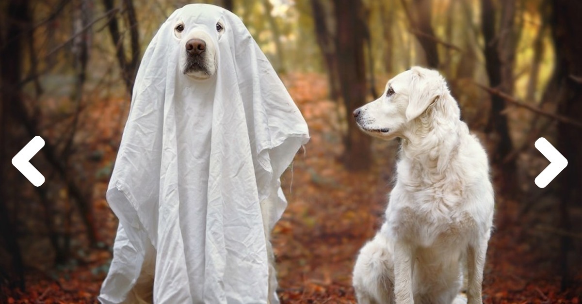 Halloween 11 Ideen, wie dein Hund bei jeder Party mithalten kann