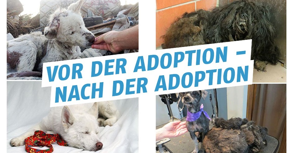 Hund bevor und nachdem sie adoptiert wurden