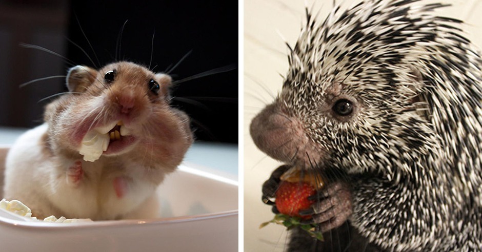 15 lustige Fotos von Tieren beim Fressen