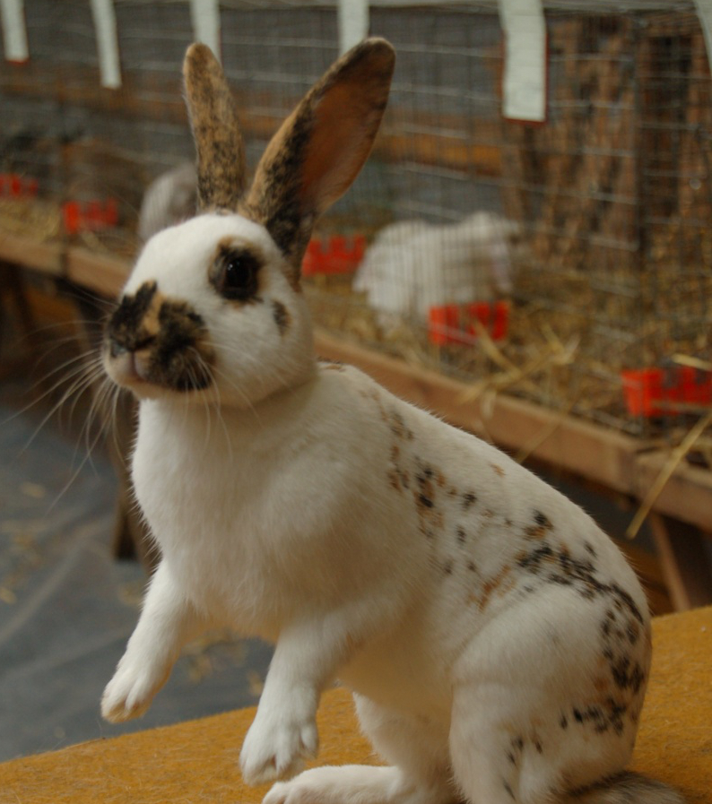 Die süßesten KaninchenRassen der Welt