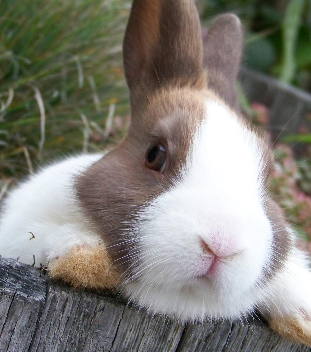Die süßesten Kaninchen-Rassen der Welt