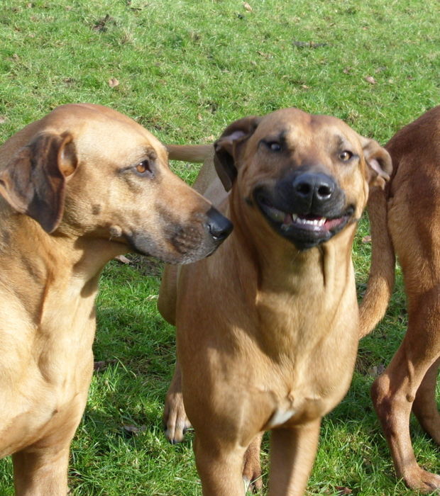 Auch Hunde können lachen&hellip; Die 20 schönsten Hundelächeln oder Lachen