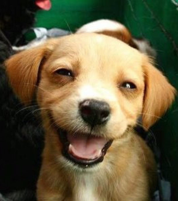 Auch Hunde können lachen&hellip; Die 20 schönsten Hundelächeln oder Lachen