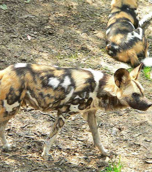 Diese 28 Hunde mit einmaligen Flecken haben ein wirklich ungewöhnliches