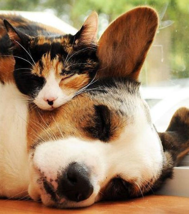20 unwahrscheinliche Freundschaften zwischen Tieren, die Mittagsschlaf