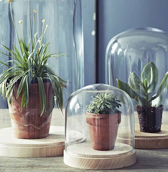 Glasglocken Für Pflanzen
