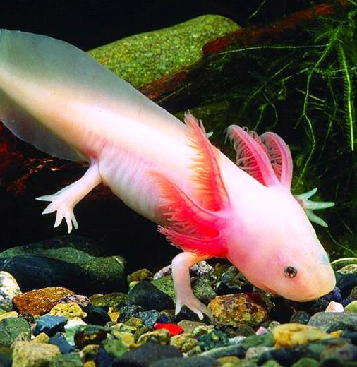 Der Axolotl, dieser kleine Wasserlurch mit dem unwiderstehlichen