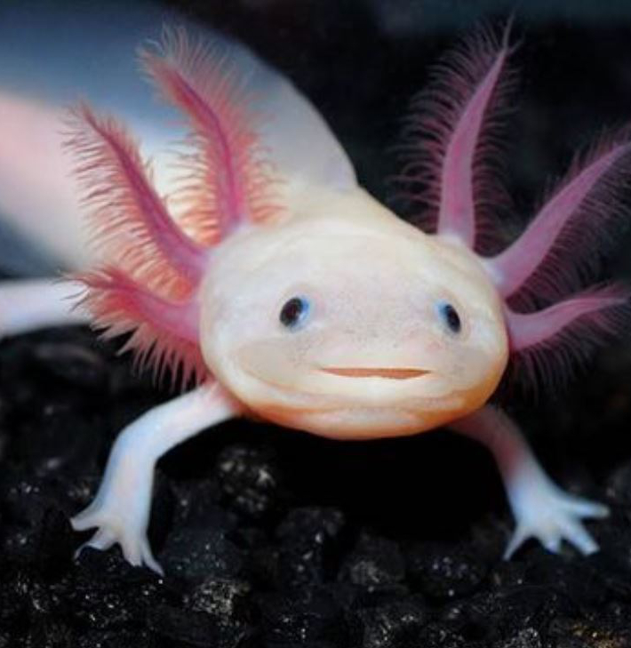 Der Axolotl, dieser kleine Wasserlurch mit dem unwiderstehlichen