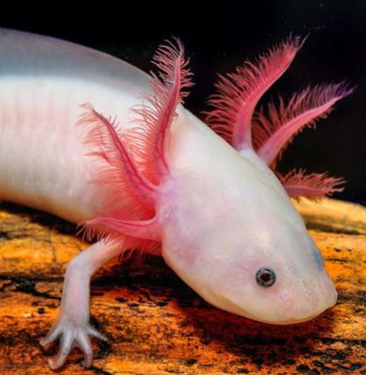 Der Axolotl, dieser kleine Wasserlurch mit dem unwiderstehlichen