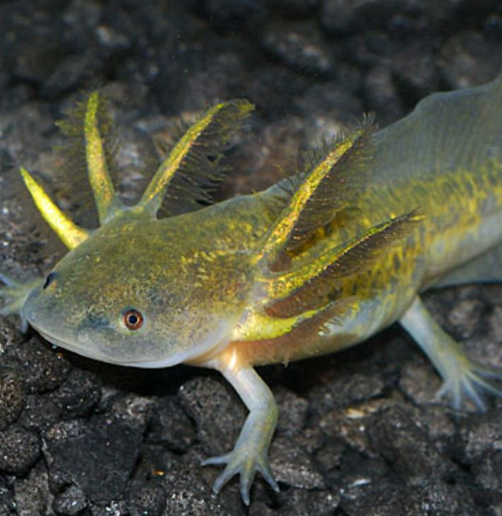 Der Axolotl, dieser kleine Wasserlurch mit dem unwiderstehlichen