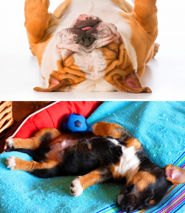 Was die Schlafposition deines Hundes über seinen Charakter und sein