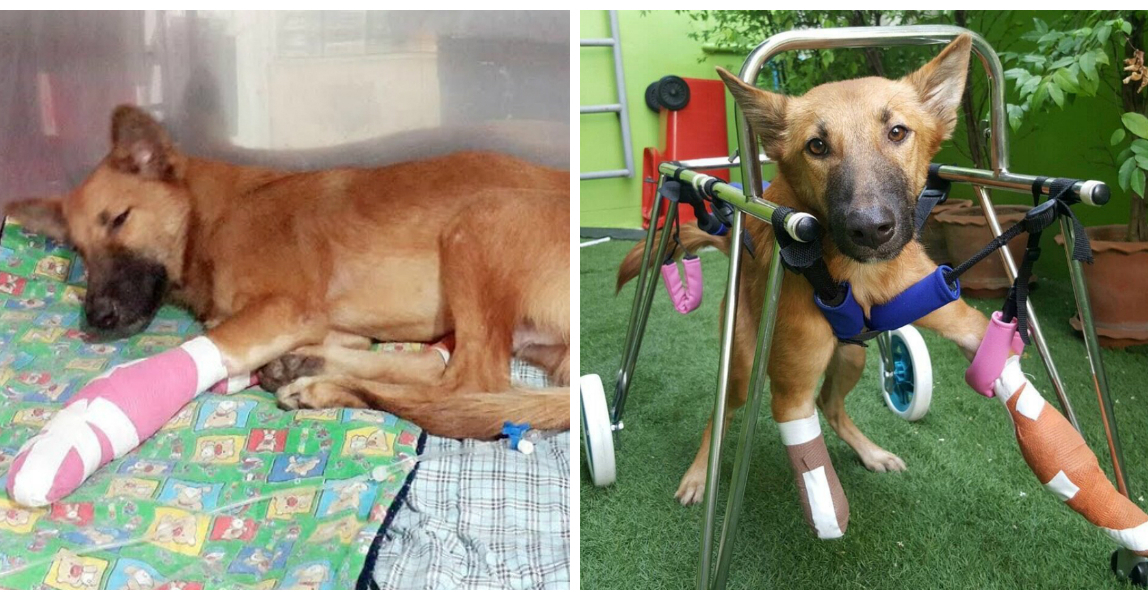 Tierquälerei in Thailand Ein wütender Nachbar hackt einem Hund mit