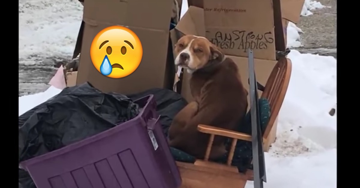 Dieser Hund wurde von seiner Familie beim Umzug grundlos zurückgelassen