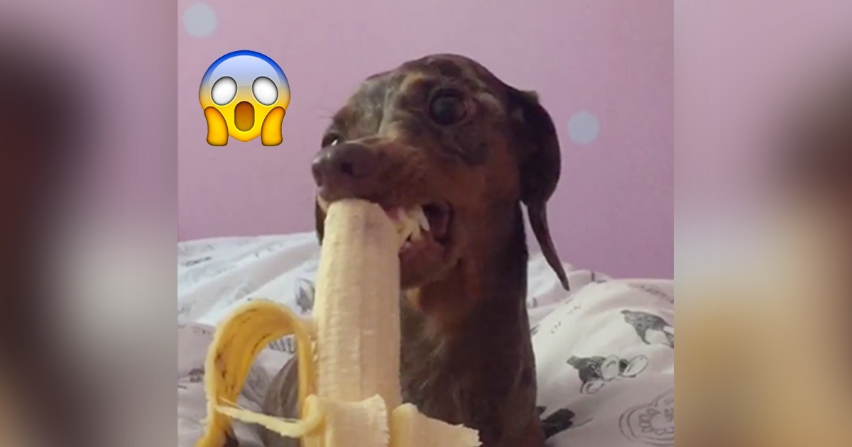 Wenn ihr seht, wie der Dackel seine Banane isst, dann werdet ihr euch