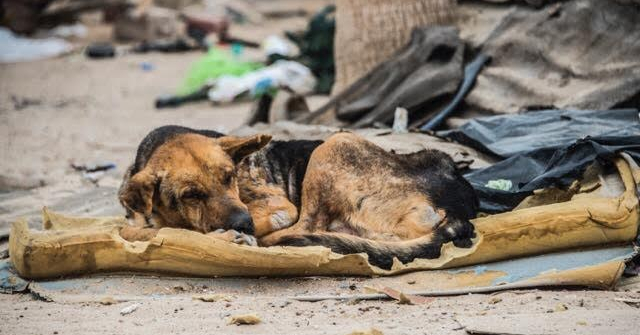 Mexiko Eine Frau findet einen blinden Hund auf einer Matratze im Müll
