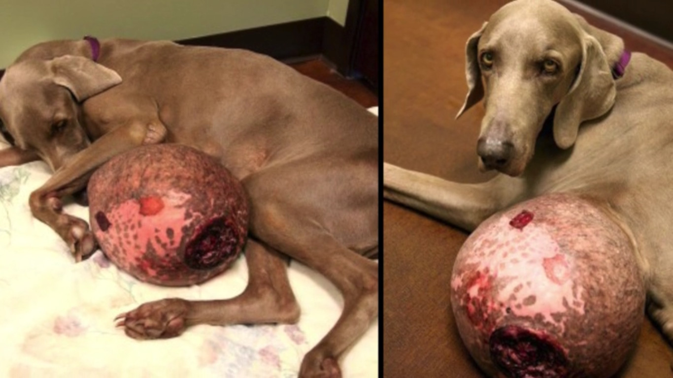 Dieser Hund hat einen 6 kg schweren Tumor. Dann will ihm ein
