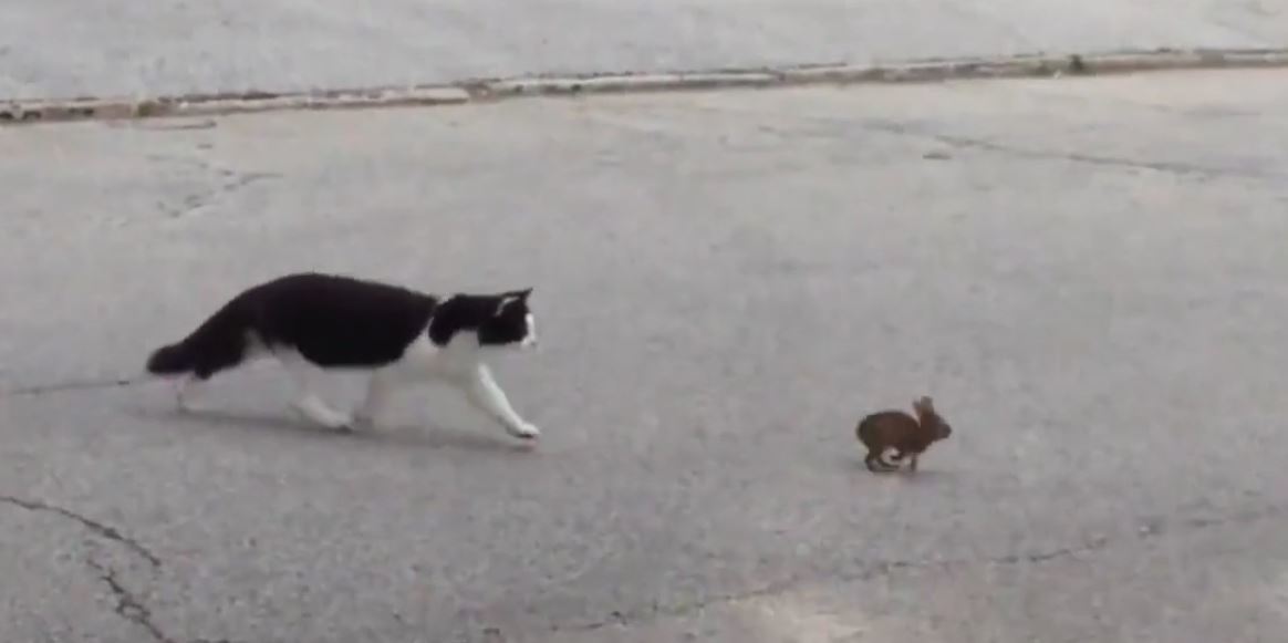 Die Katze beginnt ein Hasenbaby zu verfolgen&hellip; aber das Ende wird euch