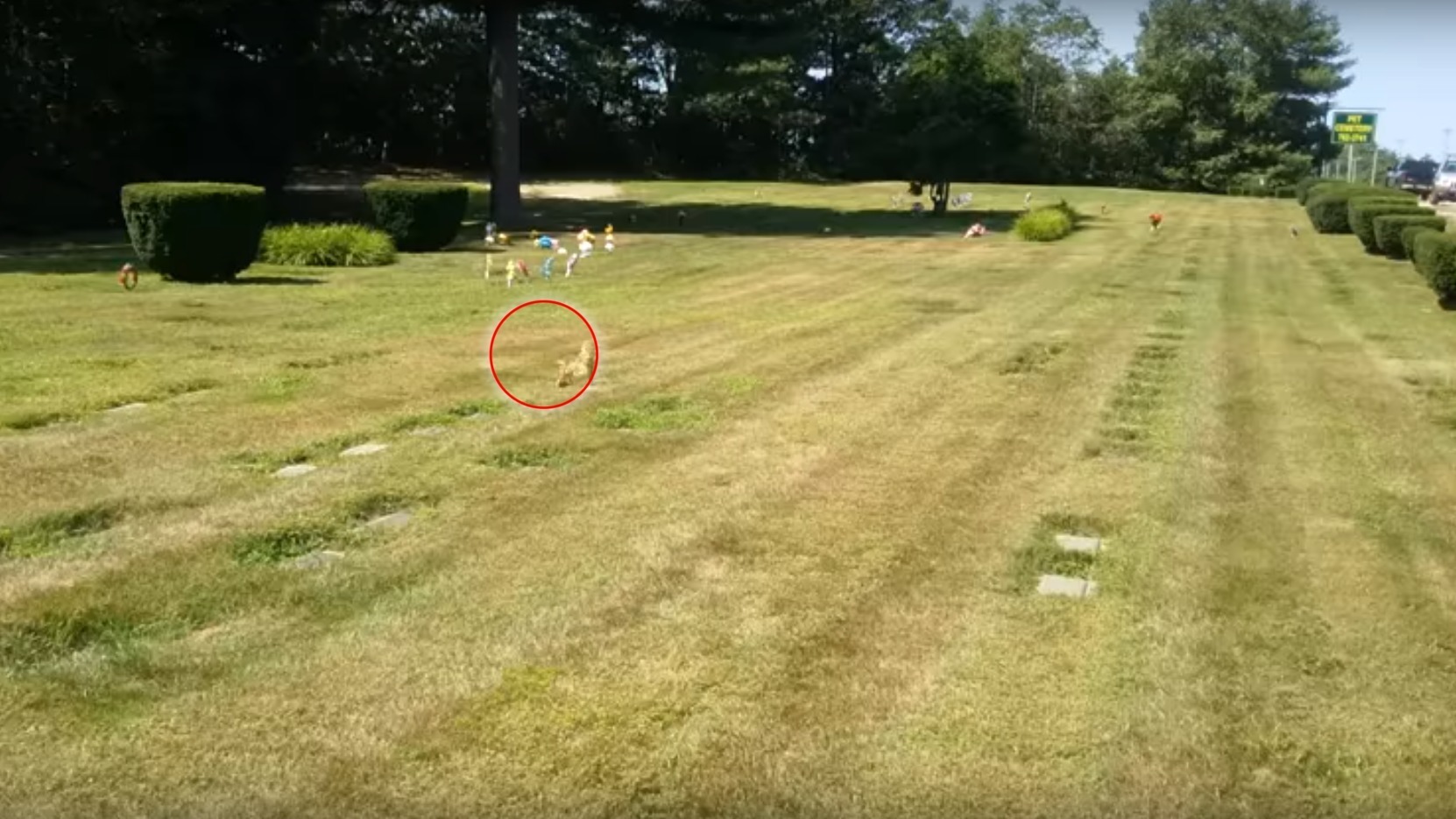 Ein Radfahrer sieht den Geist eines Hundes auf einem Tierfriedhof