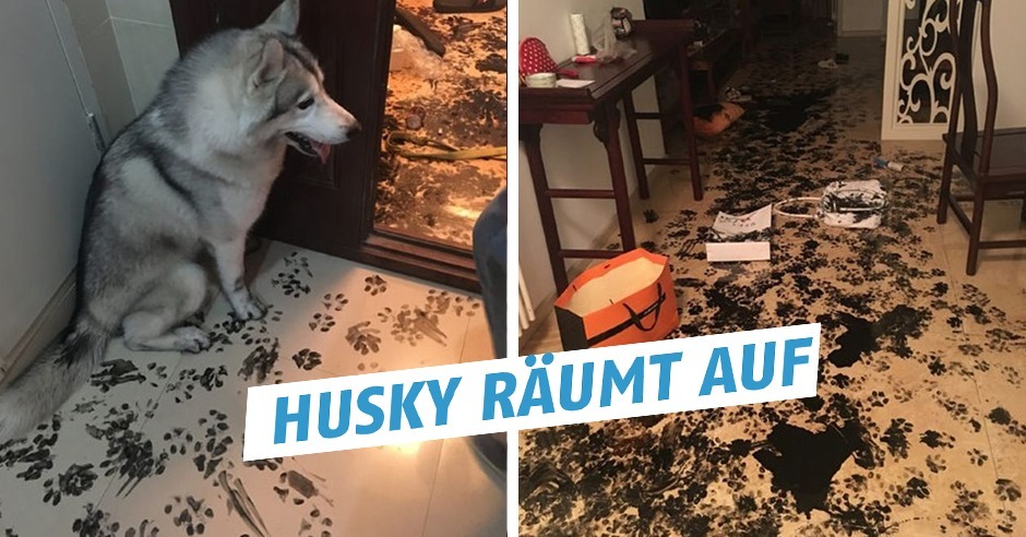 Husky zerstört Wohnung