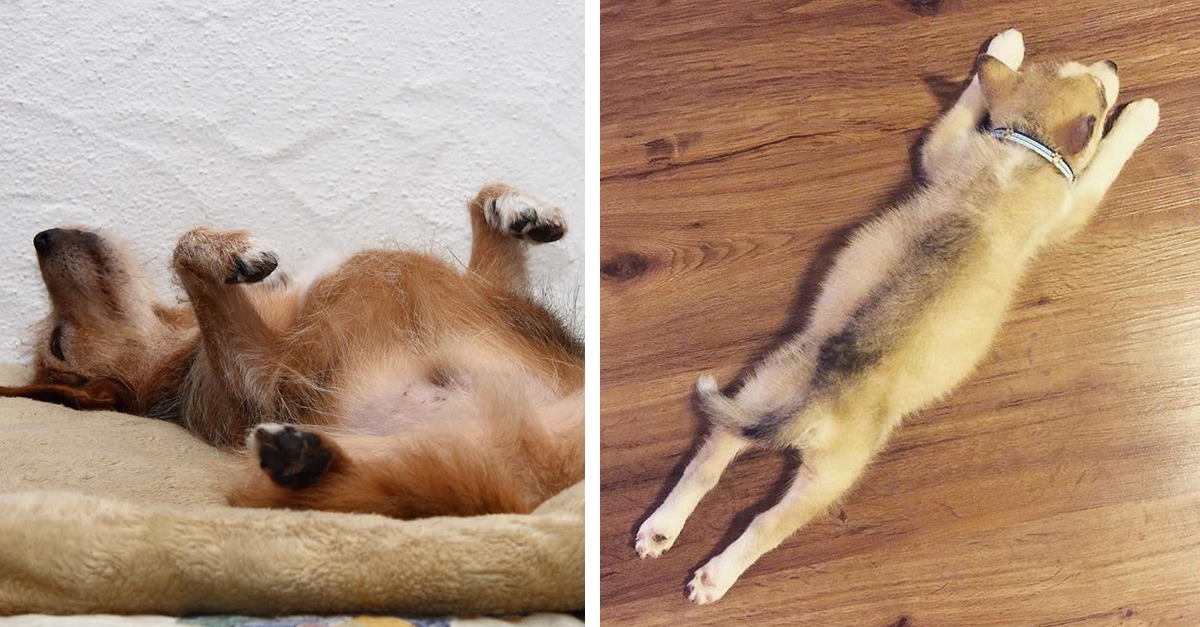 Wenn dein Hund beim Schlafen so eine Position hat, solltest du wissen