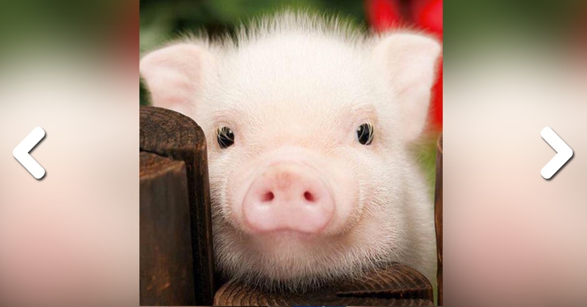 45+ Lustige schweine bilder kostenlos , Das Schwein 15 Fakten und Bilder zu einem unterschätzen Tier