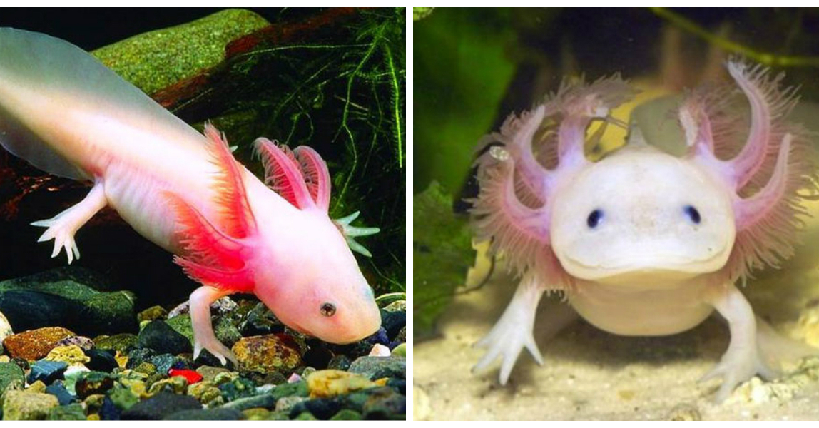 Der Axolotl, dieser kleine Wasserlurch mit dem unwiderstehlichen