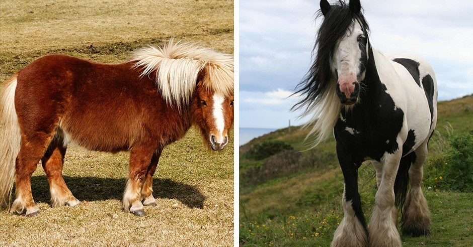 Pferderassen Mit Bild Pferderassen Testedich Kennst Pferde Caballos ...