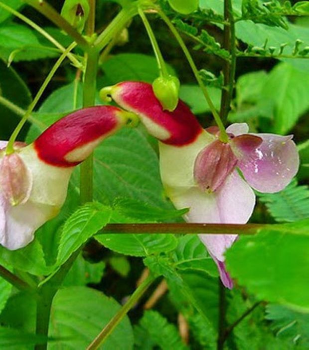 Launen der Natur: 15 Blüten, die wie etwas anderes aussehen