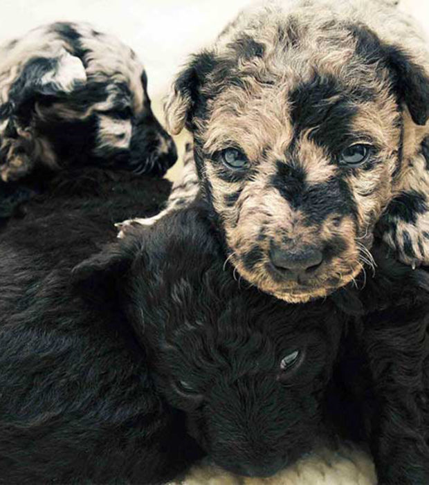 Diese 28 Hunde mit einmaligen Flecken haben ein wirklich ungewöhnliches