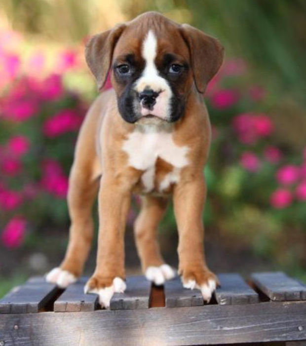 Der Boxer 15 Fakten und Bilder zum verspielten Familienhund