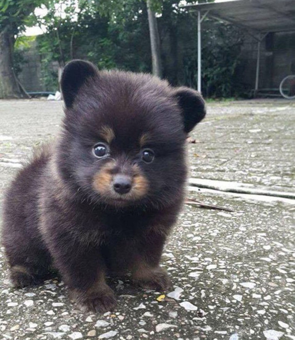 Die allersüßesten Hundewelpen zaubern dir ein Lächeln ins Gesicht!