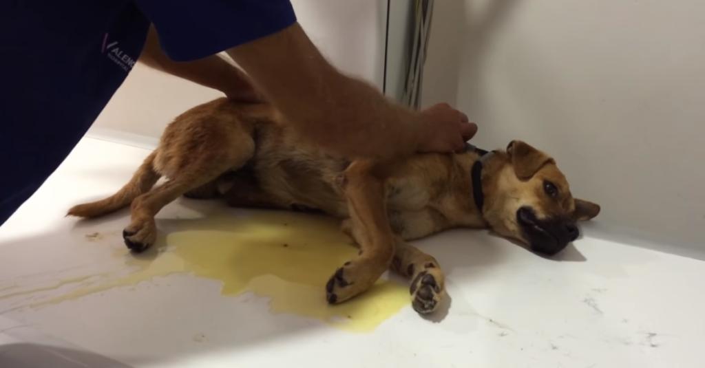 Traumatisierter Hund Nach einer Streicheleinheit nimmt sein Leben eine