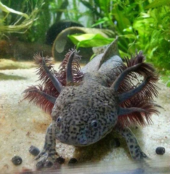 Der Axolotl, dieser kleine Wasserlurch mit dem unwiderstehlichen