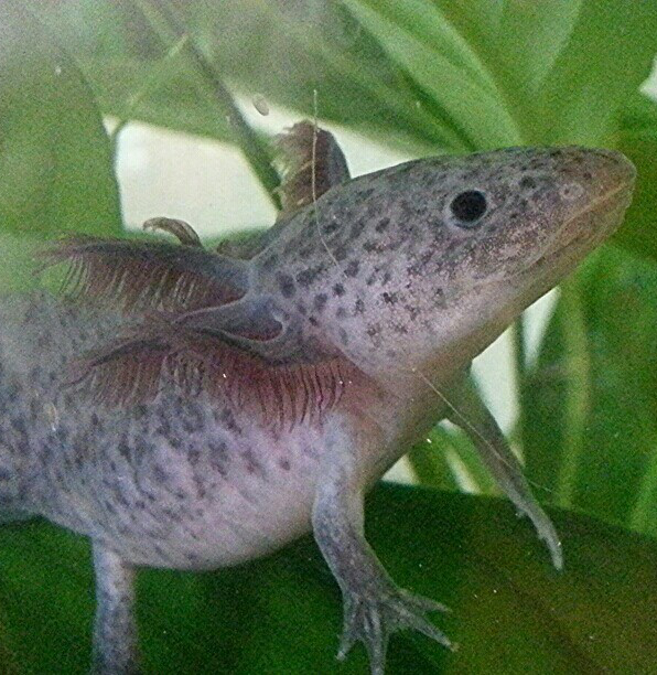 Der Axolotl, dieser kleine Wasserlurch mit dem unwiderstehlichen