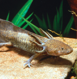 Der Axolotl, dieser kleine Wasserlurch mit dem unwiderstehlichen