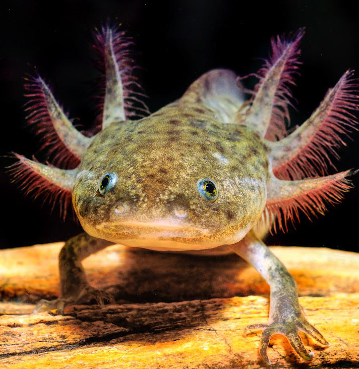 Der Axolotl, dieser kleine Wasserlurch mit dem unwiderstehlichen