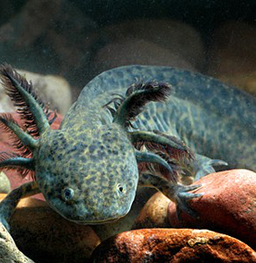 Der Axolotl, dieser kleine Wasserlurch mit dem unwiderstehlichen