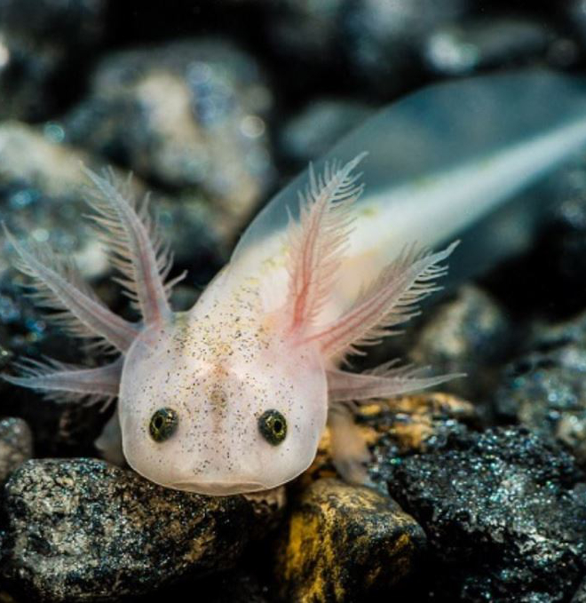 Der Axolotl, dieser kleine Wasserlurch mit dem unwiderstehlichen