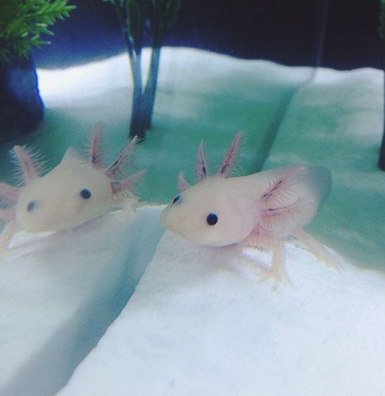 Der Axolotl, dieser kleine Wasserlurch mit dem unwiderstehlichen