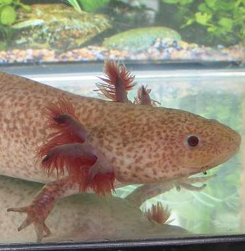 Der Axolotl, dieser kleine Wasserlurch mit dem unwiderstehlichen