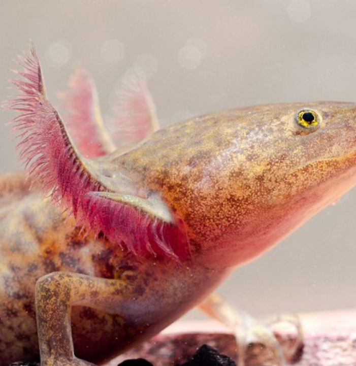 Der Axolotl, dieser kleine Wasserlurch mit dem unwiderstehlichen