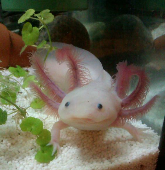 Der Axolotl, dieser kleine Wasserlurch mit dem unwiderstehlichen