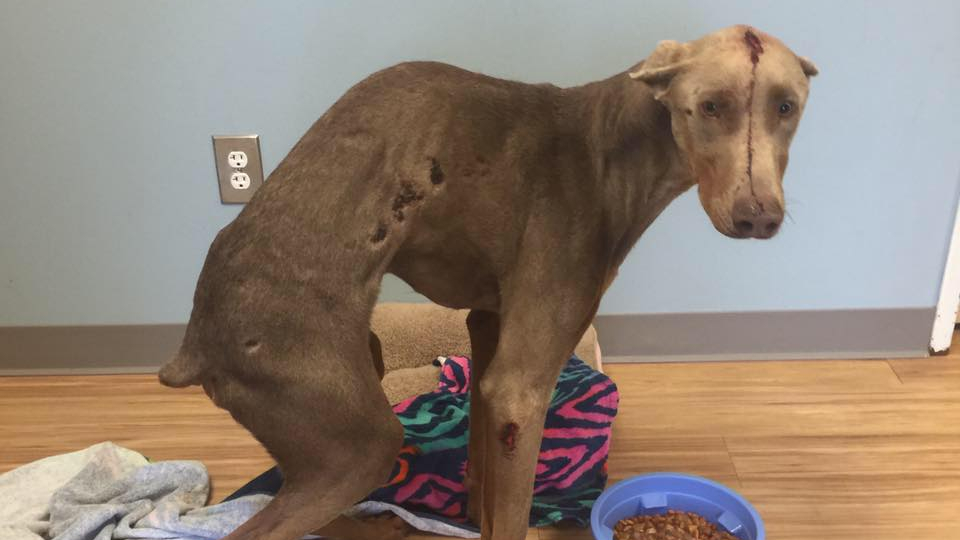 Ein Verein rettet einen schlimm zugerichteten Hund, der von einem Auto