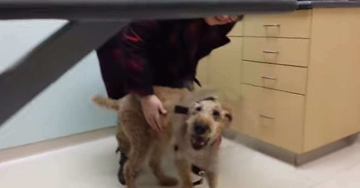 Nach einer geglückten AugenOperation sieht der Hund zum ersten Mal