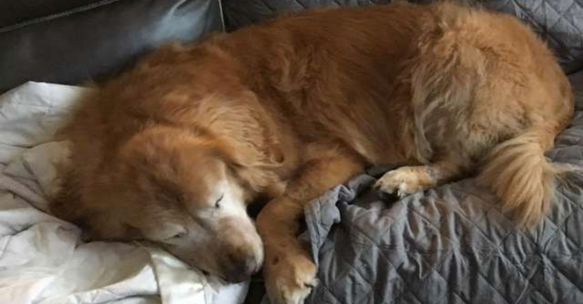 Grüner Star Blinder Hund verliert seinen Lebenswillen, bis jemand