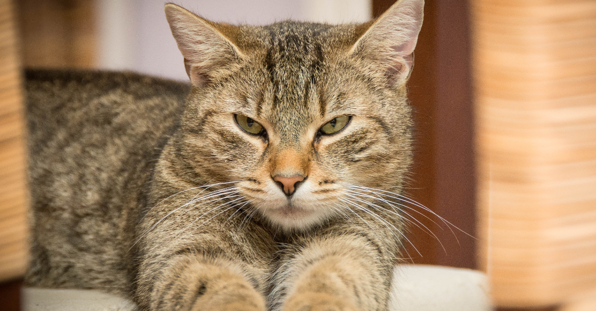 Wann und wie wurde die Katze zum beliebtesten Haustier des Menschen?