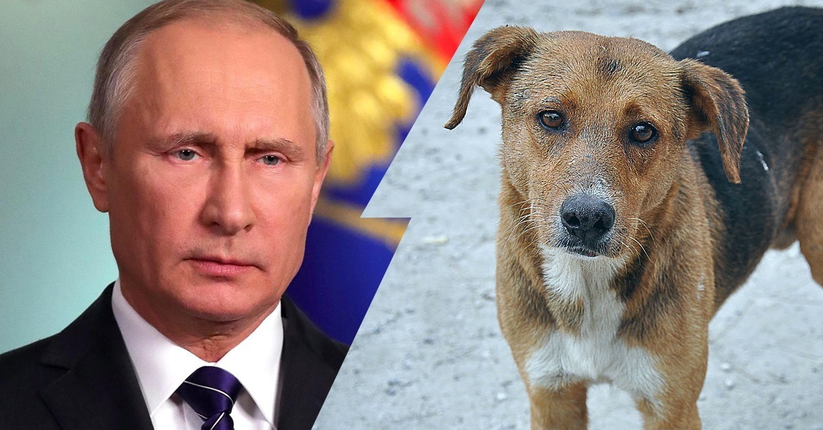 WM 2018 So grausam geht Putin jetzt gegen Tiere vor!