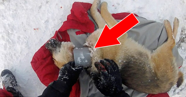 Rumänien Ein Tierarzt rettet einen Hund, der mit dem Hals in einem