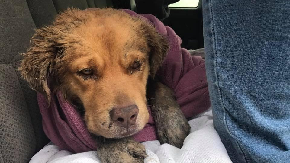 Eine Organisation rettet einen völlig traumatisierten Hund, nachdem er