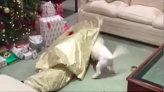 Dieser Hund wird total verrückt vor Freude, als er sein Geschenk